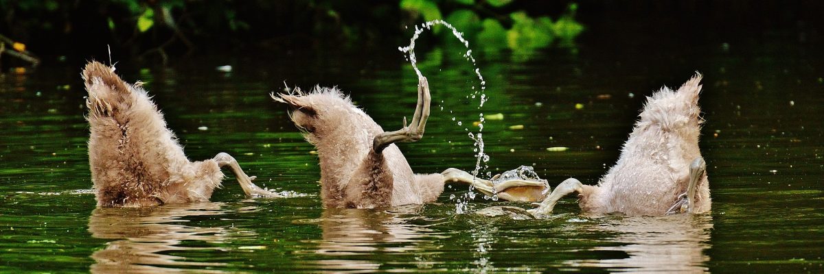 https://pixabay.com/photos/swans-young-animals-diving-1548777/