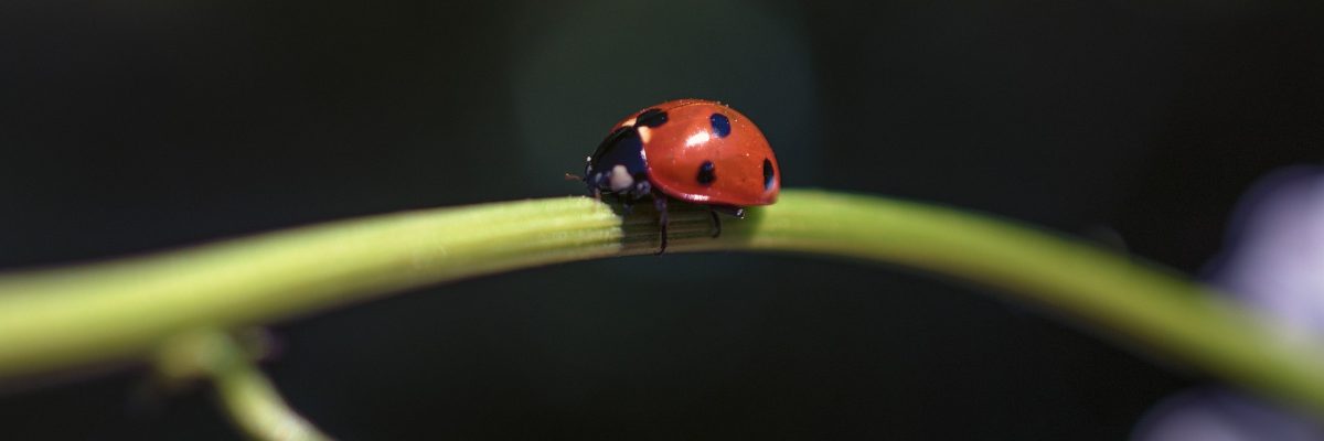 https://pixabay.com/photos/ladybug-insect-nature-tiny-5188449/
